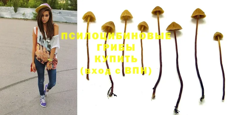 shop формула  Баксан  Псилоцибиновые грибы Psilocybe 